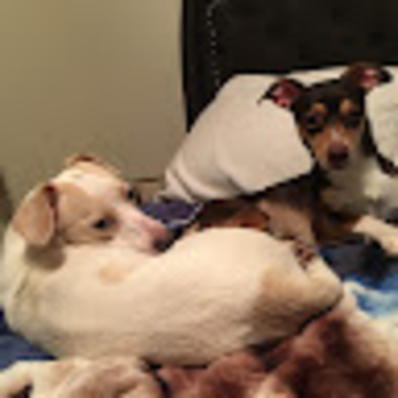 Meet your Posher, Jessie - Picture 1 of 1